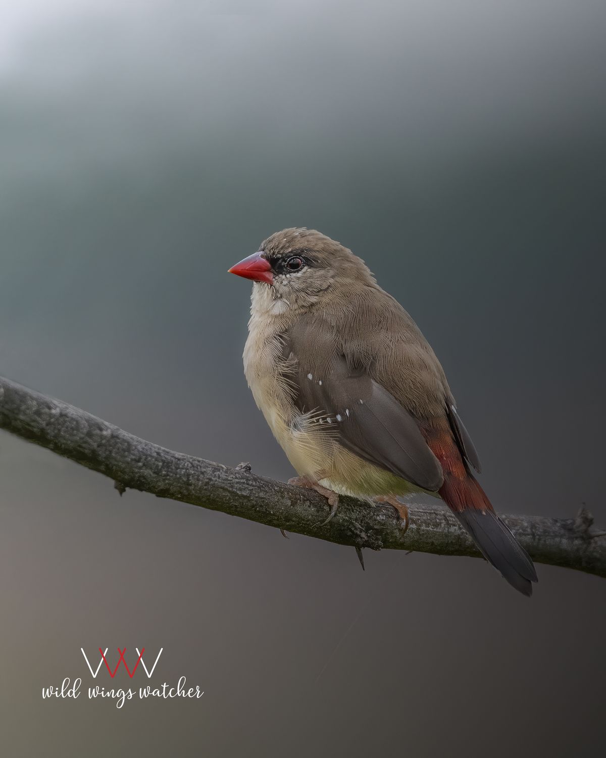 Red Avadavat (f) perch 001